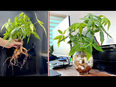 Видео: Как выращивать, ухаживать за красивыми водными растениями "Parachi Aquatica"