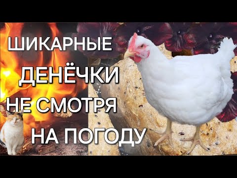 Видео: Бройлеры🐓/Вкуснятина в казане/Хлебушек🍞/ОДНА В ДЕРЕВНЕ👱🏼‍♀️