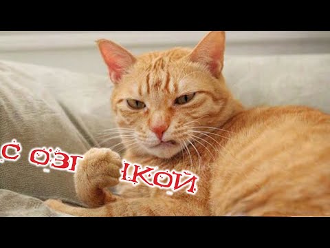 Видео: Приколы с котами! С ОЗВУЧКОЙ! - Смешные коты! Самые смешные животные! Смех ДО СЛЕЗ!