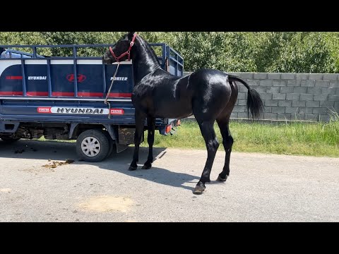 Видео: ӨТӨ МЫКТЫ 2 ӨСПҮРҮМ САТЫКА ЧЫКТЫ БААСЫ ДА ЖӨНДҮҮ ОШ ШААРЫ 2025 ж 12 августь 