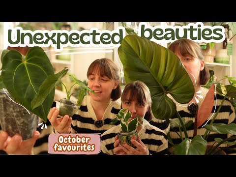 Видео: 10 самых любимых комнатных растений октября 2025 года 🍂 Удивительная подборка 😍