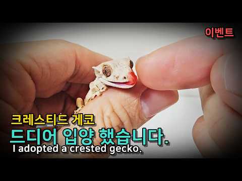 Видео: Я усыновила детеныша геккона. Он такой милый!