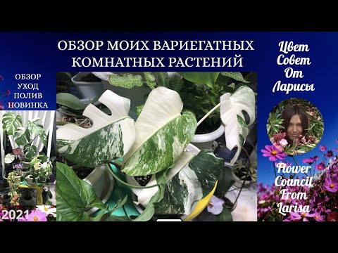 Видео: ОБЗОР МОИХ ВАРИЕГАТНЫХ КОМНАТНЫХ РАСТЕНИЙ