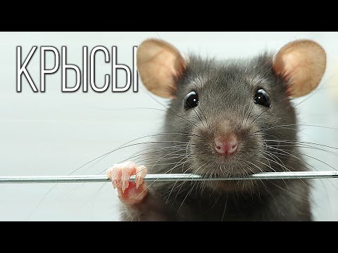 Видео: Крысы: Живучие Спутники Человека | Интересные факты про крыс