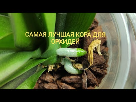 Видео: Самая лучшая КОРА для орхидей - ОРХИАТА. Посади в этот грунт и будет СЧАСТЬЕ 🤗