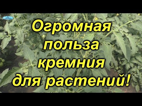 Видео: Кремний против стрессов у растений-переворот сознания!