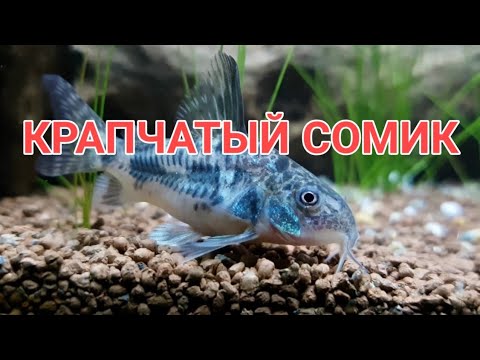 Видео: КРАПЧАТЫЙ СОМИК. СОДЕРЖАНИЕ, УХОД, СОВМЕСТИМОСТЬ, КОРМЛЕНИЕ И РАЗМНОЖЕНИЕ