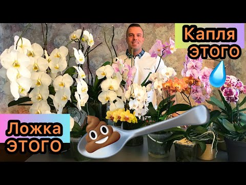 Видео: ДОПИНГ для ОРХИДЕЙ. УДОБРЯЮ ТАК! Цветут круглый год 😊