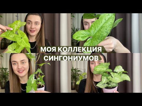 Видео: КАК УХАЖИВАТЬ ЗА СИНГОНИУМАМИ || Обзор моей коллекции сингониумов