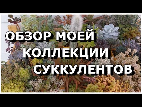 Видео: Обзор моей коллекции Суккулентов