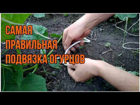Видео: Самая правильная подвязка огурцов.