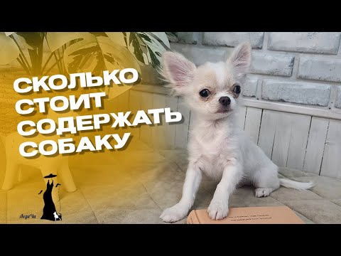 Видео: Чихуахуа. Сколько стоит содержание такой собаки.