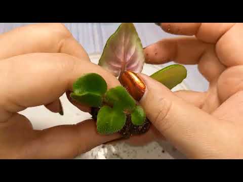 Видео: Верхний полив фиалок. Рассаживаю деток.