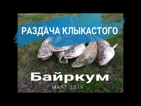 Видео: Байркум. Судак задал жару! #шымкент #рыбалка