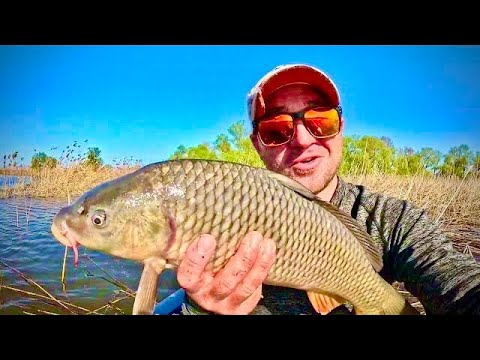 Видео: Ловлю ДИКОГО КАРПА на КІВОК💪💪💪 Дуже СИЛЬНА РИБА!