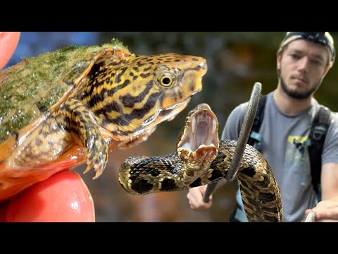 Видео: В ручье Secret Mountain Creek кишит щитомордниками и черепахами!!