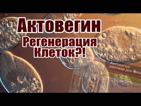 Видео: Актовегин: Регенерация Клеток?!