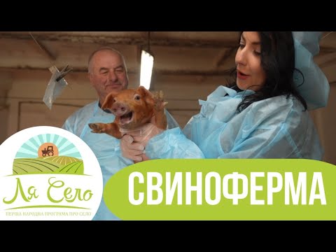 Видео: Свиноферма: Ля Село у Грушвиці