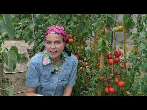 Видео: Чтобы томаты дозрели на кусте!