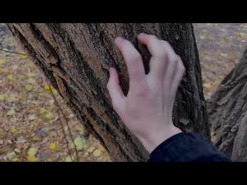 Видео: Асмр ￼на улице 🍂