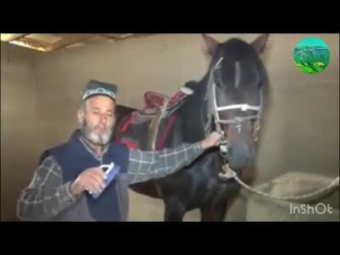 Видео: Суханронии асппарварон дар бораи асп,аспбозони н.Рашт