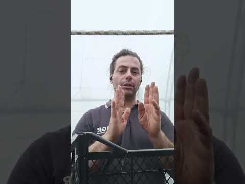 Видео: Разсад - подход след пикиране.