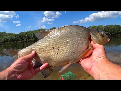 Видео: ЛЕЩ на ПЕНОПЛАСТ! Рыбалка на донки и фидер! Рыбалка на ОКЕ!