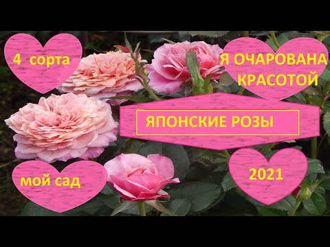 Видео: ЯПОНСКИЕ РОЗЫ.СТОИТ ЛИ САЖАТЬ,КАК РАСТУТ В МОЁМ ХОЛОДНОМ СЫРОМ САДУ.