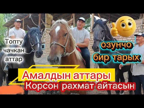 Видео: Атана рахмат Амал аттын аттары экен