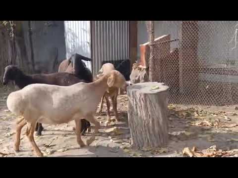 Видео: Гигант койлор арашан ургачы козулар сатылат . +996 703 883 868
