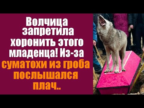 Видео: Волчица запретила хоронить этого младенца! Из-за суматохи из гроба послышался плач!