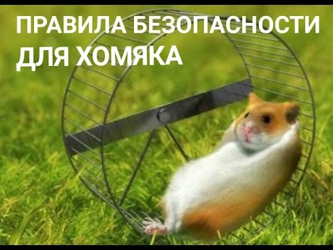 Видео: 10 правил безопасности для хомяка