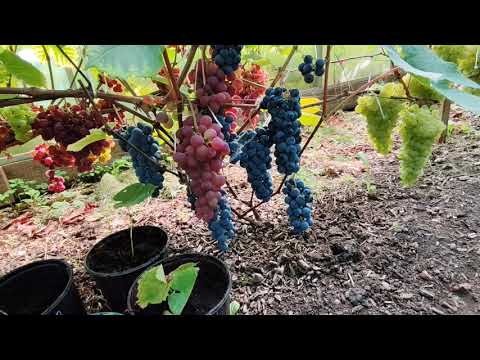 Видео: Виноград в теплице. Северо-запад Ленинградской обл.15.08.2025г.