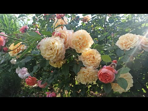 Видео: Ах, розы.. 🌹😍 Начало осеннего цветения 14.09.25г.  