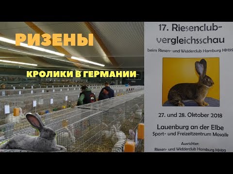 Видео: Клубная выставка Ризенов в Германии ZDRK