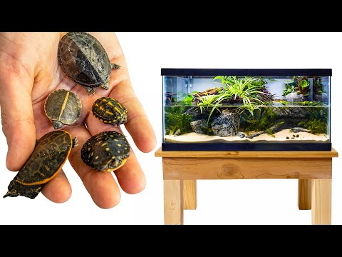 Видео: Сохранение исчезающих видов: питомник для детенышей черепах