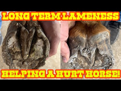 Видео: ПОМОЩЬ РАНЕНОЙ ЛОШАДИ - ДЛИТЕЛЬНАЯ ХРОМА