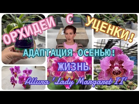 Видео: ОРХИДЕИ С РАСПРОДАЖ, УЦЕНКА! 🙆🏻‍♀️Как адаптировать орхидеи В ОКТЯБРЕ? Жизнь Phal. 'Lady Margaret II'