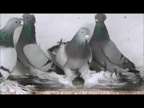 Видео: Cеверокавказские бойные космачи-Персы/North Kavkaz Tumbler (ЮРИЙ АВАКОВ ,г. Кисловодск(Став. край)