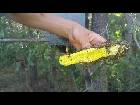 Видео: ТОП Роеловство 2020. Дикий рой поселился под ловушкой."Моё пчеловодство"...Смотреть всем.