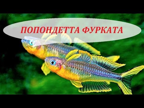Видео: Попондетта Фурката. Содержание в аквариуме, разведение, совместимость, уход. Pseudomugil furcatus