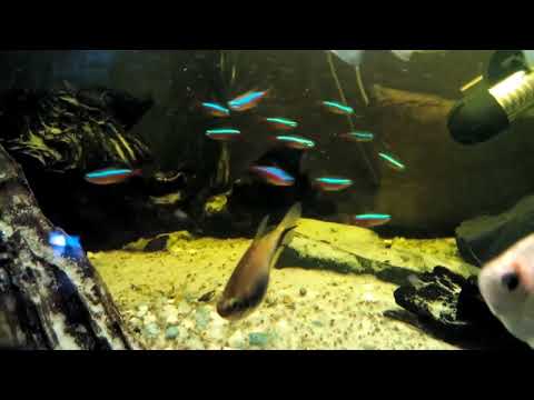 Видео: почему погибают неоны ? часть 1