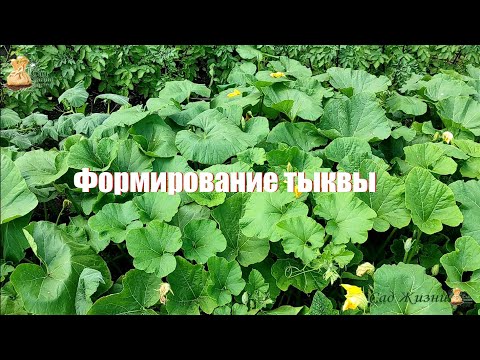 Видео: Формирование тыквы - залог большого урожая!