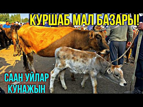 Видео: СААН УЙЛАР КУНАЖЫН БУКА ЭРКЕК УРГААЧЫ ТОРПОК БААЛАРЫ 🤯 #байтв