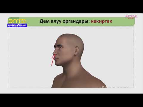 Видео: 8-класс | Биология |  Дем алуу