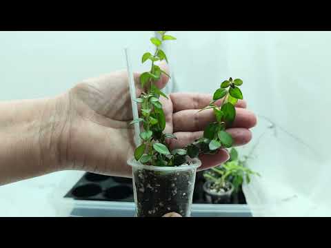 Видео: ИЗЛИШКИ 🌺РАСТЕНИЙ НА 21.05.25г☘️ч 1 🌸🌿☘️#растенияпочтой #комнатныерастения #plants #цветы