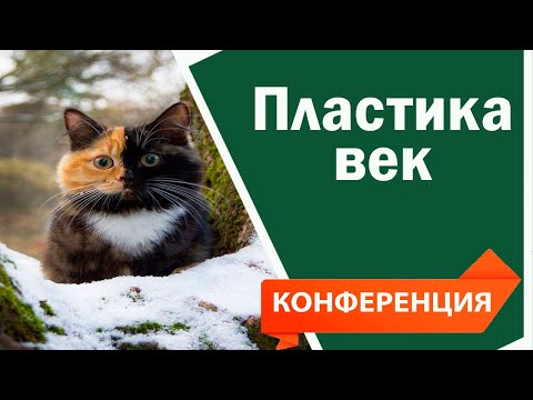 Видео: Пластика век | Видео конференция для ветеринаров