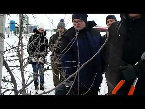 Видео: часть 1 Мастер класс по промышленной обрезке яблони Обрезка 01