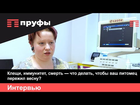 Видео: 90% кошек не выходят на улицу - но массово мрут, что происходит?