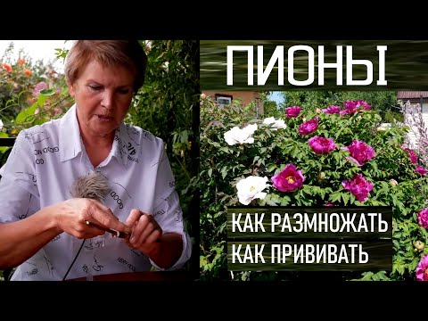 Видео: Древовидный пион. Как прививать пионы. Все способы размножения пионов.